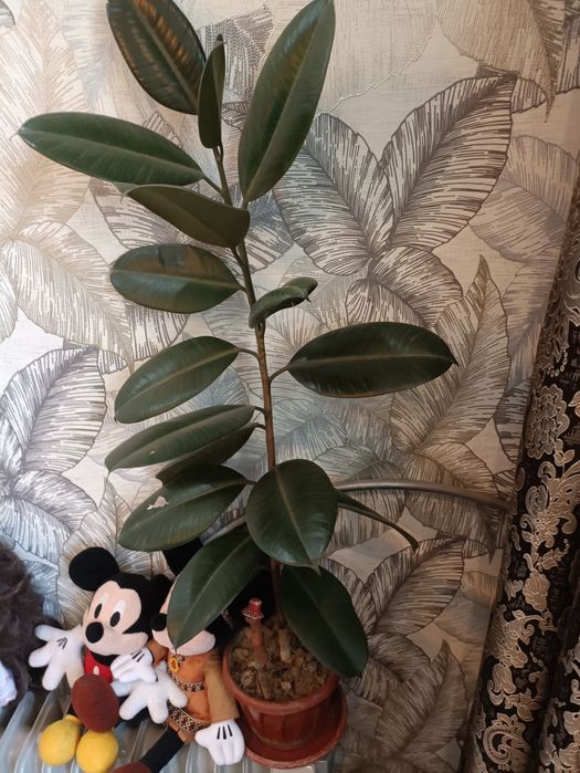 Продам цветок фикус каучуканосный