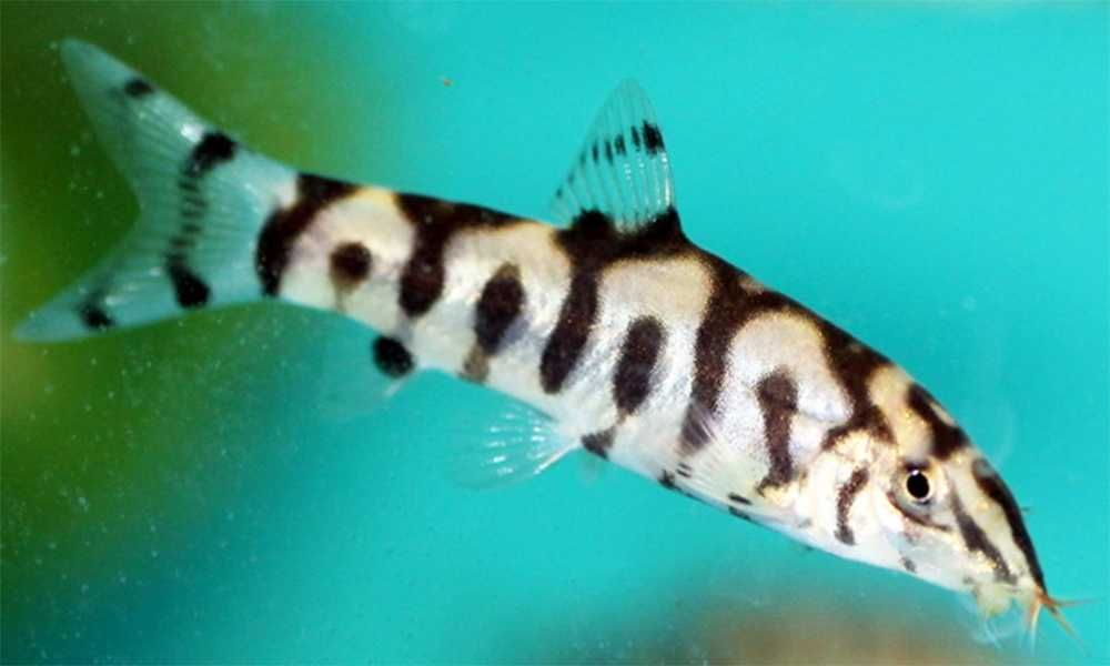 Рыбка боция мраморная, гроза улиток