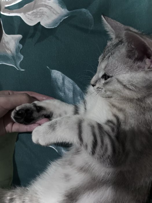 Котенок скоттиш страйт мальчик