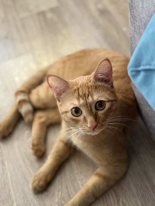 Пушистики ищут дом