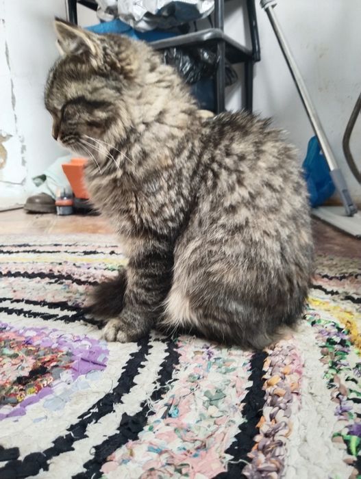 Отдам добрые руки кошку