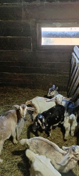 Продается Козлик