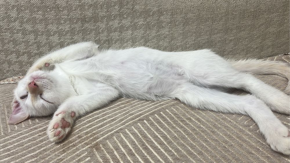 Отдам бесплатно котенка