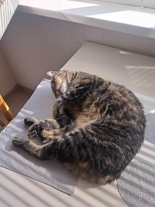 Търся нов собственик за Лъки