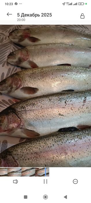 Продаём живую форель Астана