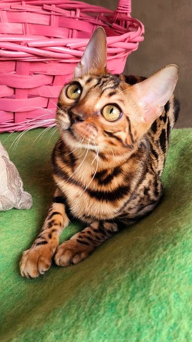 Бенгальская Леопардиха- 3.5 месяца
