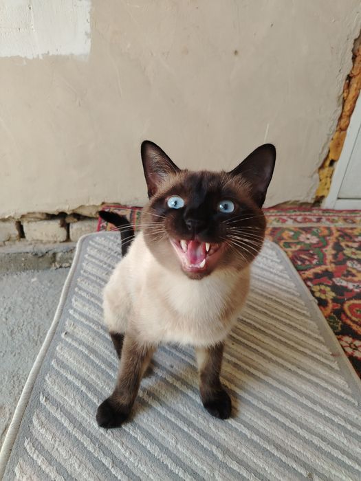 Кот скиямский продаётся