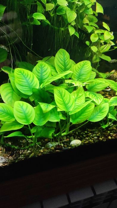 Анубиас для аквариума