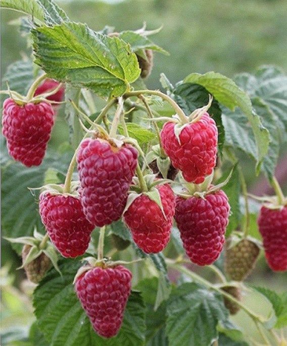 Arbusti Fructiferi (Zmeur Rosu )