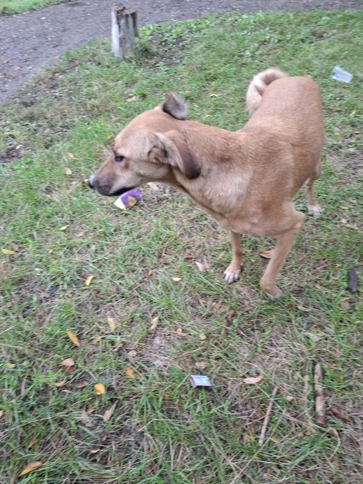 Помощь животным.