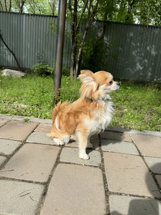 Кобель на вязку