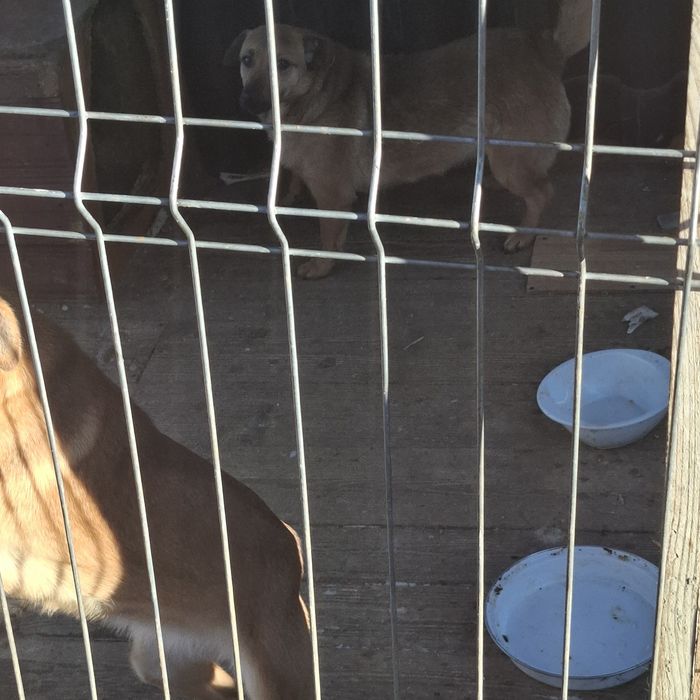 Donez catei Botosana.