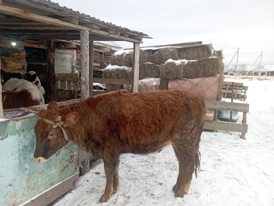 Продается телка. Тайынша сатылады