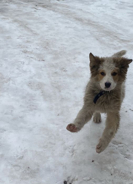 Щенок, пес, пёс, собака, собачка