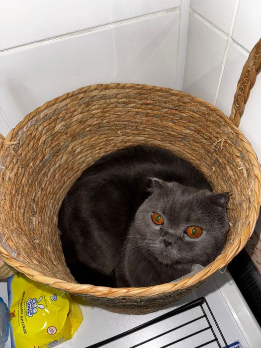 Скотиг фолд, кошки