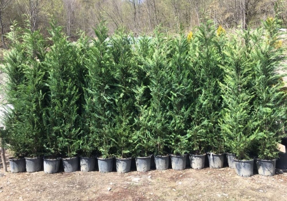 Leylandii (Thuja) – soluția perfectă pentru intimitate și verdeață