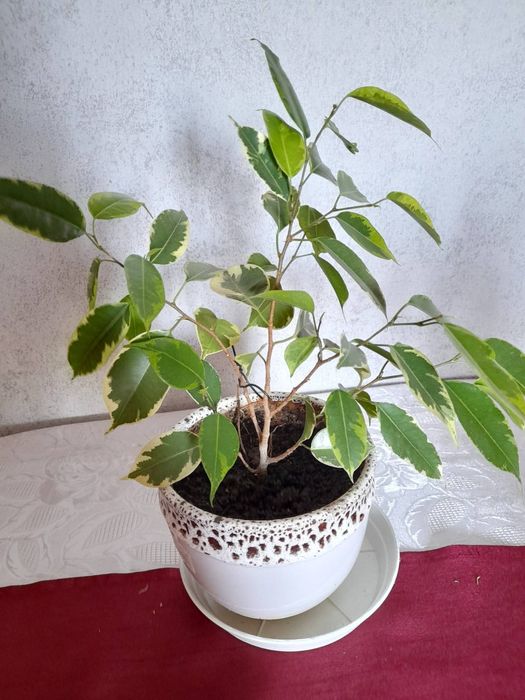 Продавам стайни растения БЕНДЖАМИН