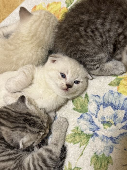 Скоттиш фолд и Скоттиш страйт