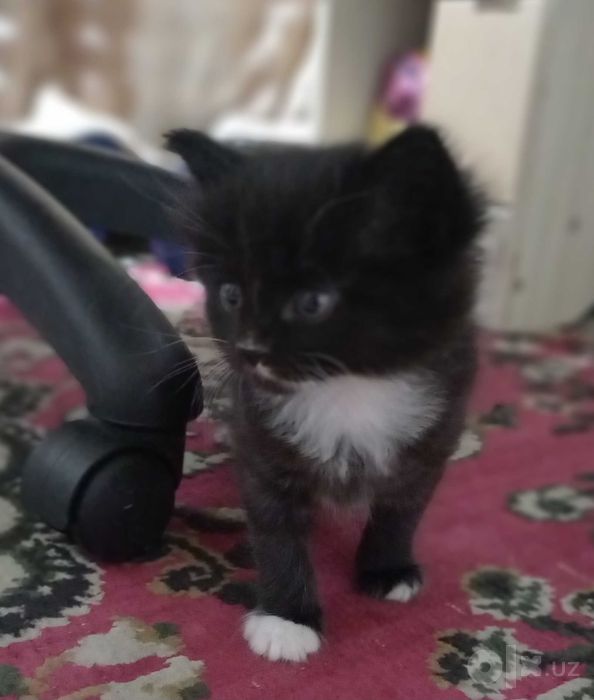 Котята мальчик и девочка