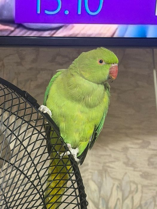 Ожереловые попугаи птенцы