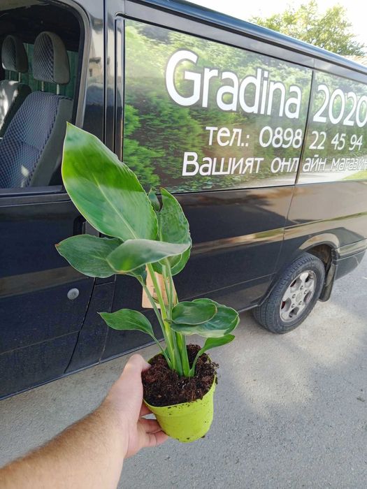 Стрелиция Налични 2 вида