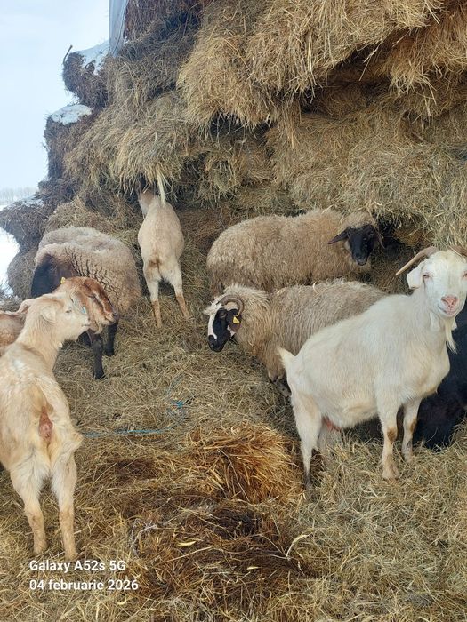 Vând oi și capre