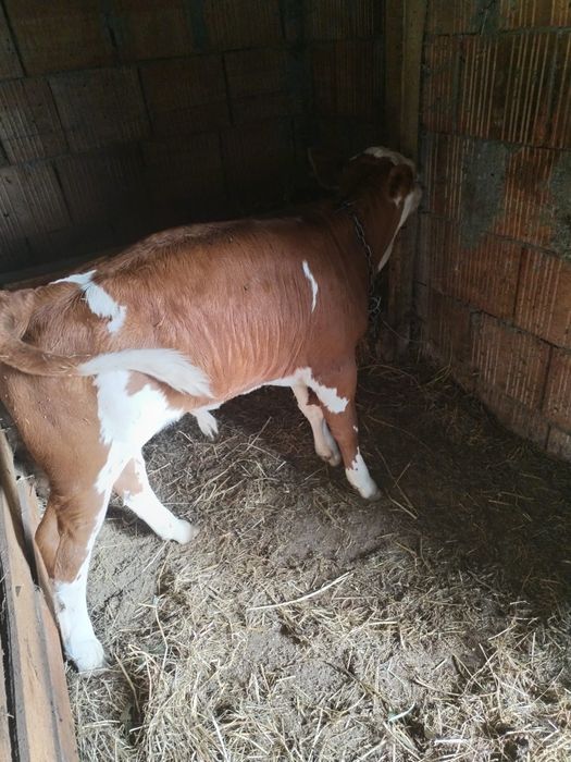 Vând vițel bălțat