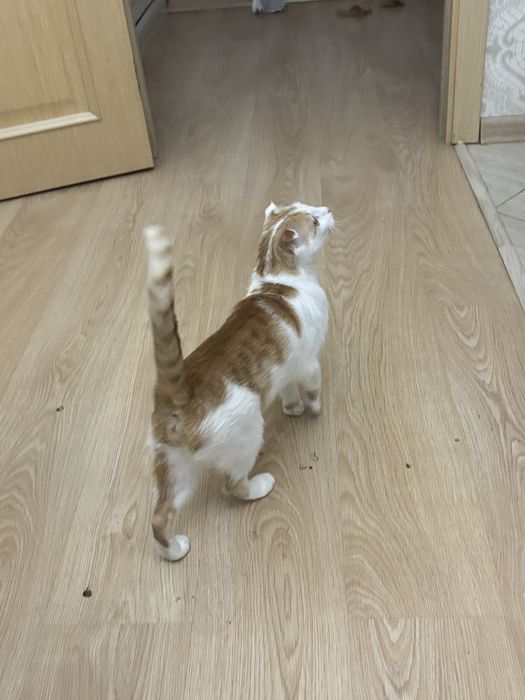 Шотландский кошка продам