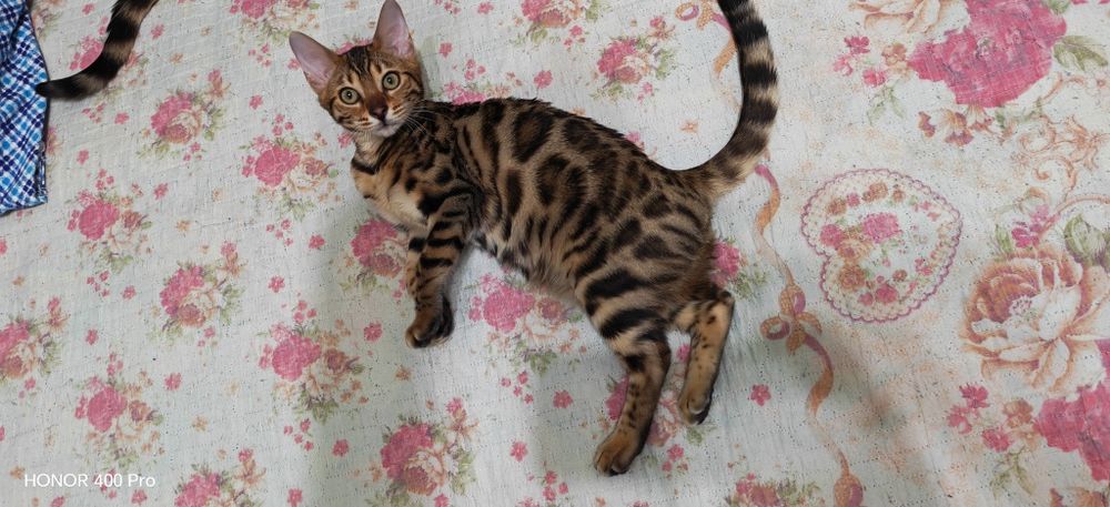 Последняя бенгальская девочка