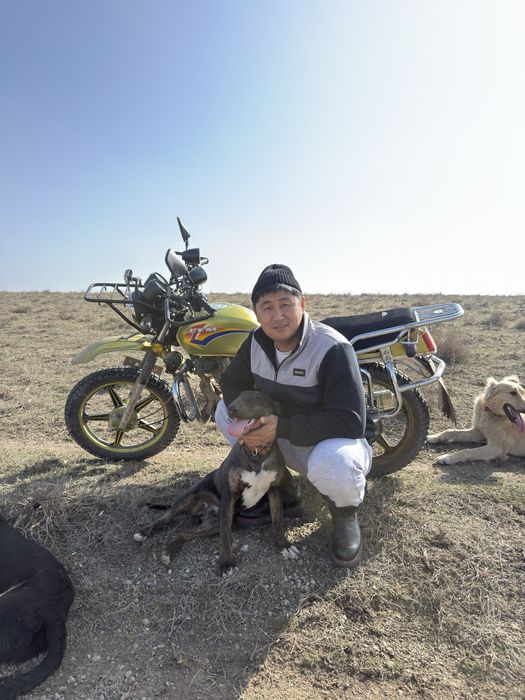 Бультерьер вязка…