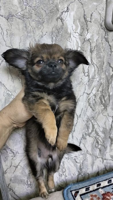 щенки чихуахуа Новогодние подарочки!