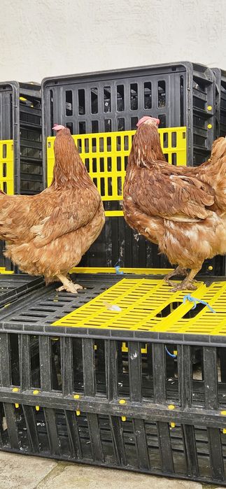 Продавам кокошки носачки ломан Браун за яйца