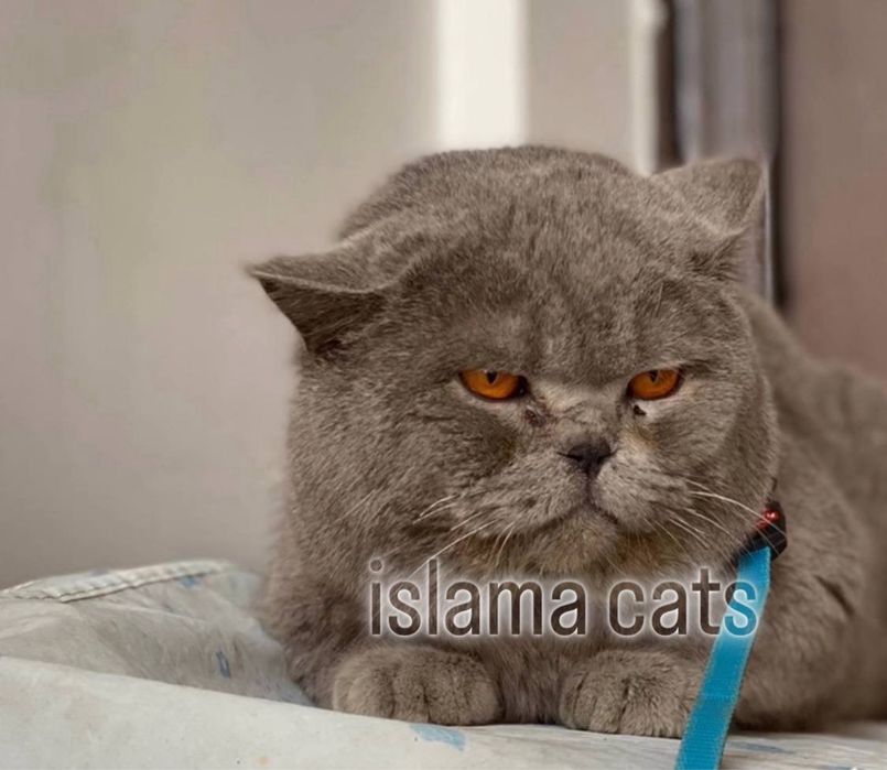 Viyaskaga BRITANISKIY asl qon