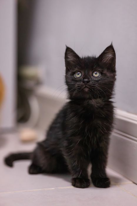 Котенок в добрые руки