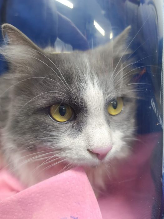 Пристраивается кот Семён в добрые ручки