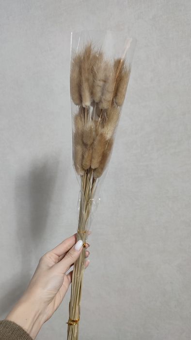 В наличии сухоцвет Лагурус