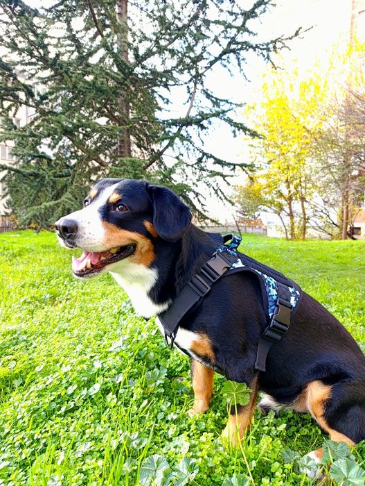 Камофлажен нагръдник за куче