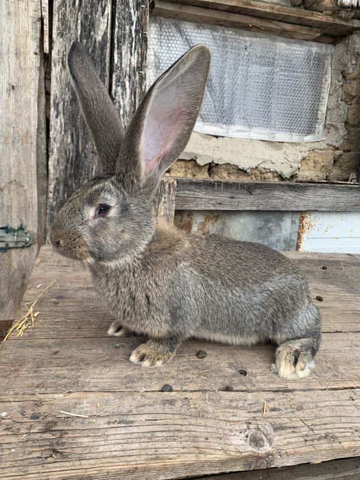 Urias german gri,gri fier si negru