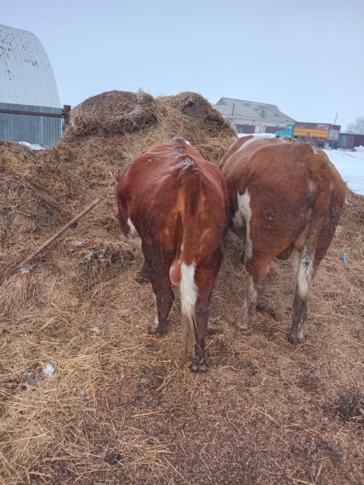 Продам Тёлочки годовалый