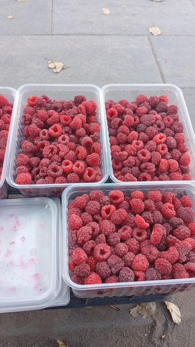 Малина дачная продам