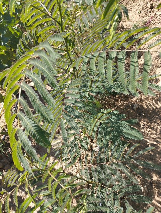 Фиданки от топола