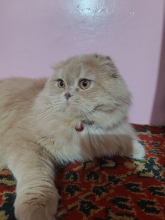 SHATLANSKIY mushuk sotiladi