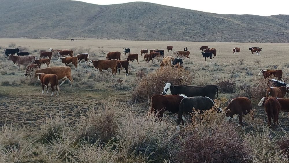 Семіз соғымдар сатылады