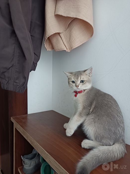 Кошка красавится