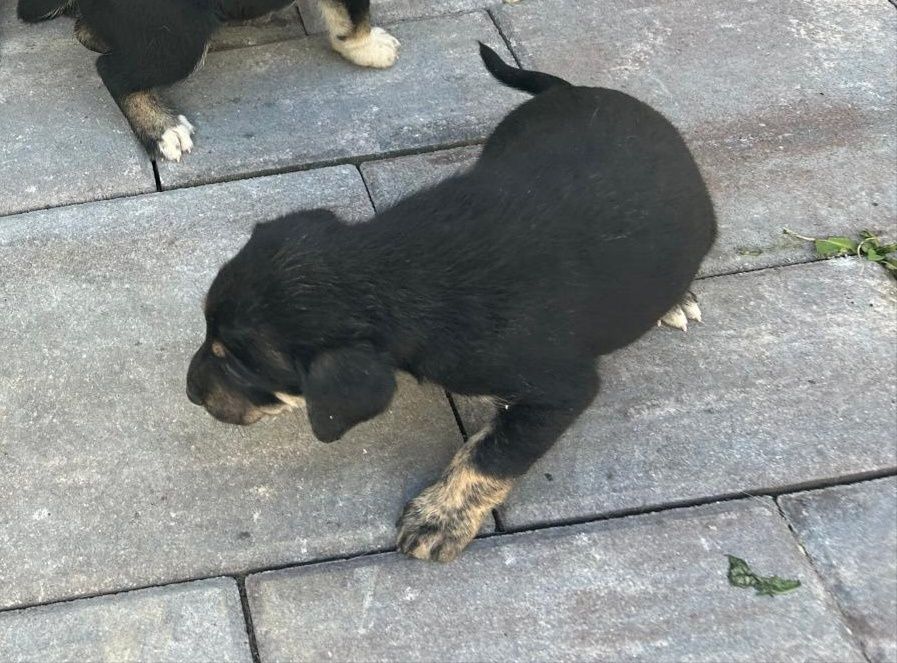 Donez un cățel frumos și jucăuș.