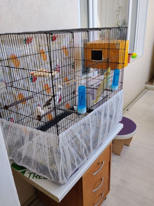 Продам пару попугайев кореллу!