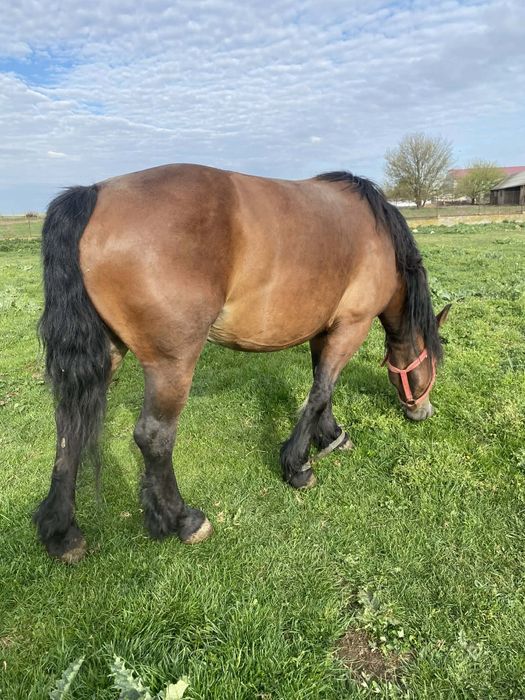 Vand iapa 4 ani cu manz !