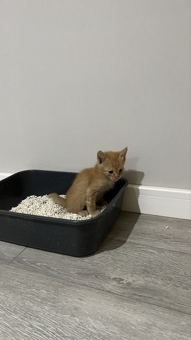 Отдам котят два мальчика и девочка