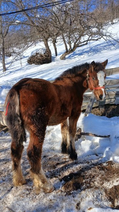 Vând mânz  de 6  luni