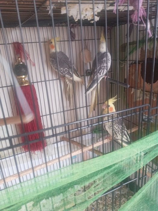 Karella qushlar sotiladi